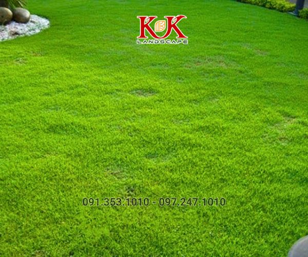 BÁO GIÁ THI CÔNG TRỒNG CỎ THẢM CHO NHÀ MÁY, KHU CÔNG NGHIỆP