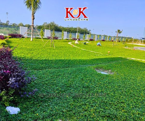 BÁO GIÁ THI CÔNG TRỒNG CỎ THẢM CHO NHÀ MÁY, KHU CÔNG NGHIỆP