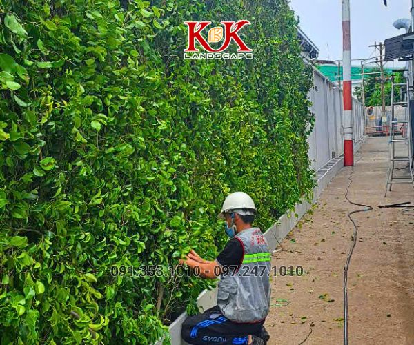 GIẢI PHÁP NÂNG CAO MẢNG XANH BẰNG HỆ TƯỜNG ĐỨNG CHO NHÀ MÁY CONSTANTIA VIỆT NAM