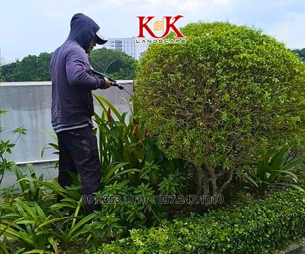 BÁO GIÁ TRỒNG CÂY BỤI, CÂY TRANG TRÍ CHO NHÀ MÁY, KCN