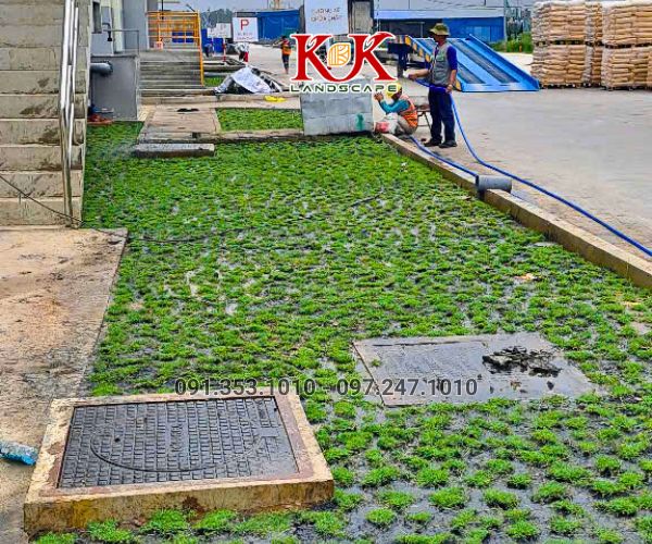 TRỒNG CỎ NHUNG NHẬT CHO NHÀ MÁY KINGFA VIỆT NAM – GIAI ĐOẠN 1