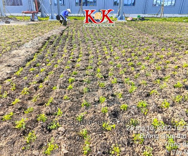 BÁO GIÁ THI CÔNG TRỒNG CỎ THẢM CHO NHÀ MÁY, KHU CÔNG NGHIỆP