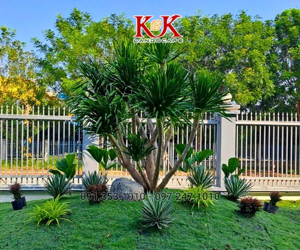 BÁO GIÁ TRỒNG CÂY BỤI, CÂY TRANG TRÍ CHO NHÀ MÁY, KCN