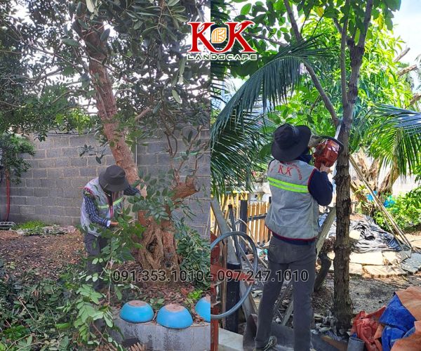 CHĂM SÓC CẢNH QUAN CÂY XANH NHÀ MÁY, KCN – DUY TRÌ MẢNG XANH BỀN VỮNG, THẨM MỸ