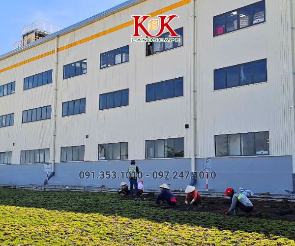 TRỒNG CỎ NHUNG NHẬT CHO NHÀ MÁY KINGFA VIỆT NAM – GIAI ĐOẠN 1