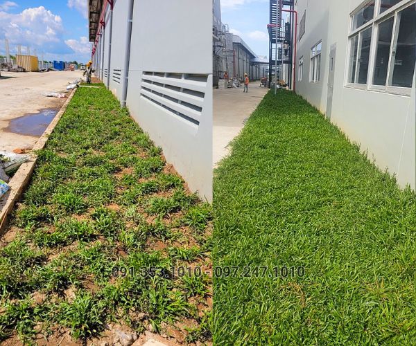 BÁO GIÁ THI CÔNG TRỒNG CỎ THẢM CHO NHÀ MÁY, KHU CÔNG NGHIỆP