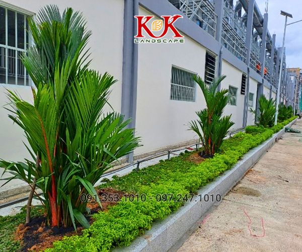 BÁO GIÁ TRỒNG CÂY BỤI, CÂY TRANG TRÍ CHO NHÀ MÁY, KCN