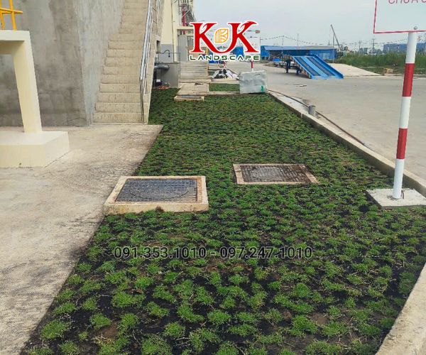 TRỒNG CỎ NHUNG NHẬT CHO NHÀ MÁY KINGFA VIỆT NAM – GIAI ĐOẠN 1