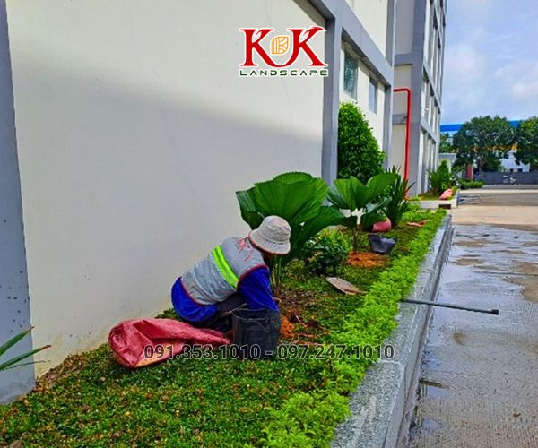 BÁO GIÁ TRỒNG CÂY BỤI, CÂY TRANG TRÍ CHO NHÀ MÁY, KCN