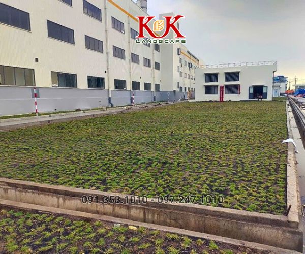 BÁO GIÁ THI CÔNG TRỒNG CỎ THẢM CHO NHÀ MÁY, KHU CÔNG NGHIỆP