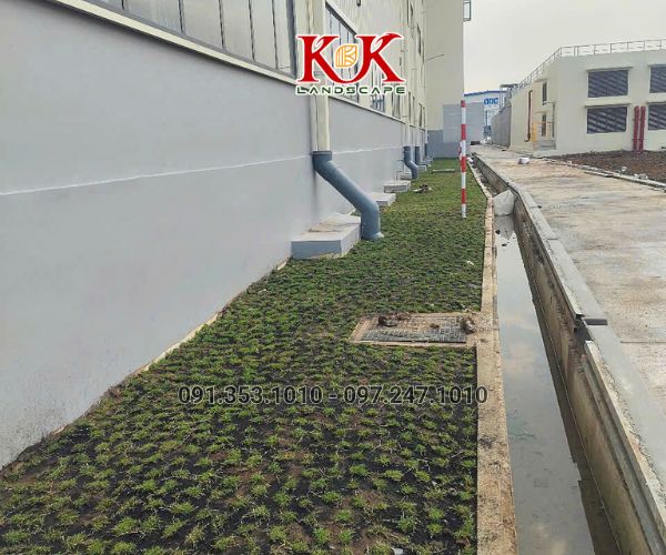 TRỒNG CỎ NHUNG NHẬT CHO NHÀ MÁY KINGFA VIỆT NAM – GIAI ĐOẠN 1