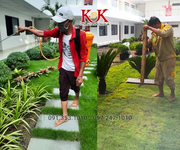 BÁO GIÁ THI CÔNG TRỒNG CỎ THẢM CHO NHÀ MÁY, KHU CÔNG NGHIỆP