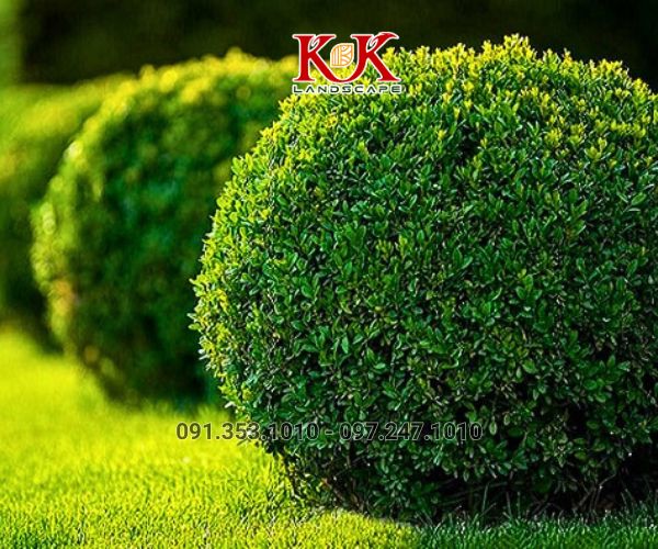 BÁO GIÁ TRỒNG CÂY BỤI, CÂY TRANG TRÍ CHO NHÀ MÁY, KCN