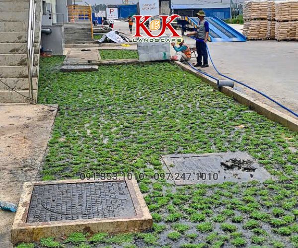 TRỒNG CỎ NHUNG NHẬT CHO NHÀ MÁY KINGFA VIỆT NAM – GIAI ĐOẠN 1