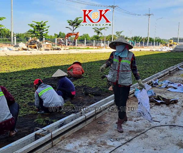 TRỒNG CỎ NHUNG NHẬT CHO NHÀ MÁY KINGFA VIỆT NAM – GIAI ĐOẠN 1