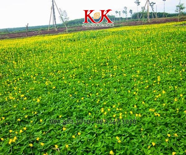 BÁO GIÁ THI CÔNG TRỒNG CỎ THẢM CHO NHÀ MÁY, KHU CÔNG NGHIỆP