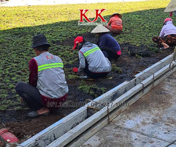 TRỒNG CỎ NHUNG NHẬT CHO NHÀ MÁY KINGFA VIỆT NAM – GIAI ĐOẠN 1