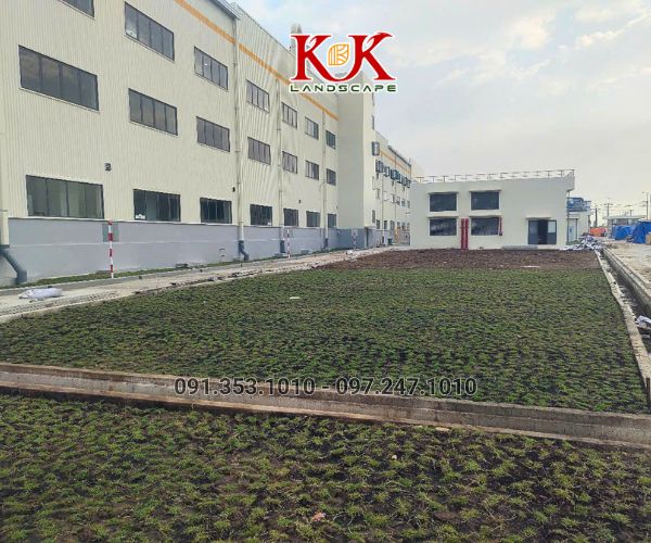 TRỒNG CỎ NHUNG NHẬT CHO NHÀ MÁY KINGFA VIỆT NAM – GIAI ĐOẠN 1