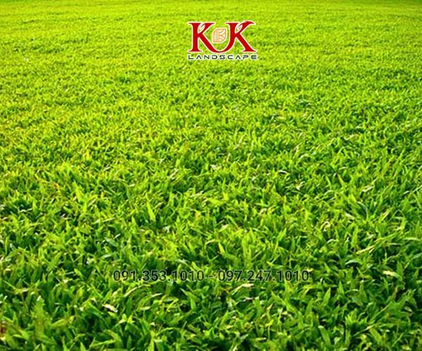 BÁO GIÁ THI CÔNG TRỒNG CỎ THẢM CHO NHÀ MÁY, KHU CÔNG NGHIỆP