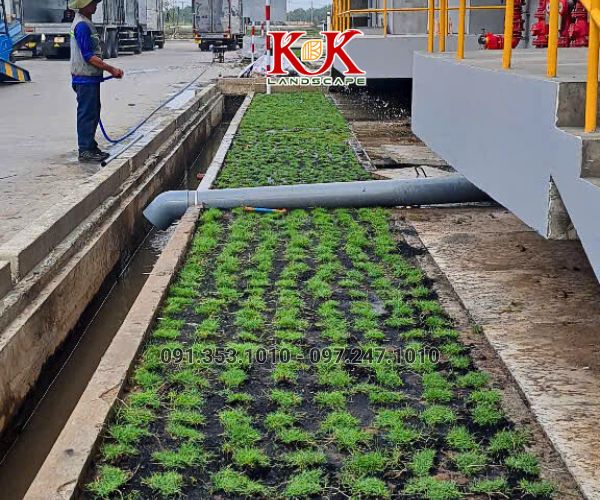 TRỒNG CỎ NHUNG NHẬT CHO NHÀ MÁY KINGFA VIỆT NAM – GIAI ĐOẠN 1