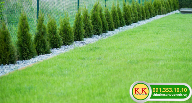 TRỒNG CỎ PHỦ XANH NHÀ MÁY