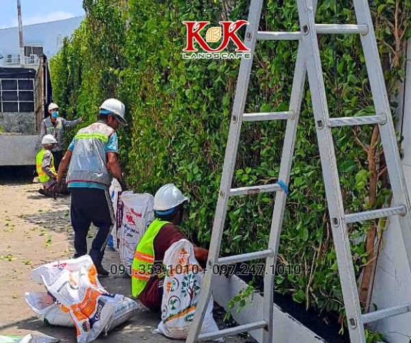 GIẢI PHÁP NÂNG CAO MẢNG XANH BẰNG HỆ TƯỜNG ĐỨNG CHO NHÀ MÁY CONSTANTIA VIỆT NAM