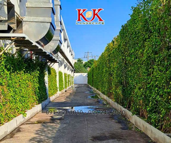 GIẢI PHÁP NÂNG CAO MẢNG XANH BẰNG HỆ TƯỜNG ĐỨNG CHO NHÀ MÁY CONSTANTIA VIỆT NAM