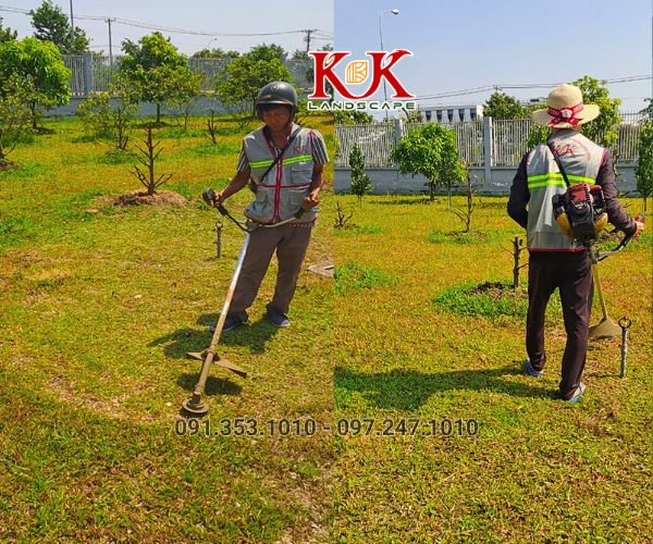BÁO GIÁ THI CÔNG TRỒNG CỎ THẢM CHO NHÀ MÁY, KHU CÔNG NGHIỆP