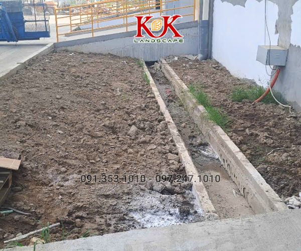 TRỒNG CỎ NHUNG NHẬT CHO NHÀ MÁY KINGFA VIỆT NAM – GIAI ĐOẠN 1