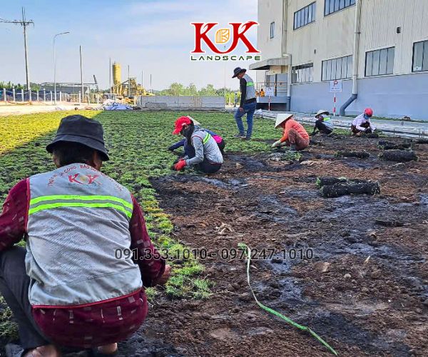 TRỒNG CỎ NHUNG NHẬT CHO NHÀ MÁY KINGFA VIỆT NAM – GIAI ĐOẠN 1