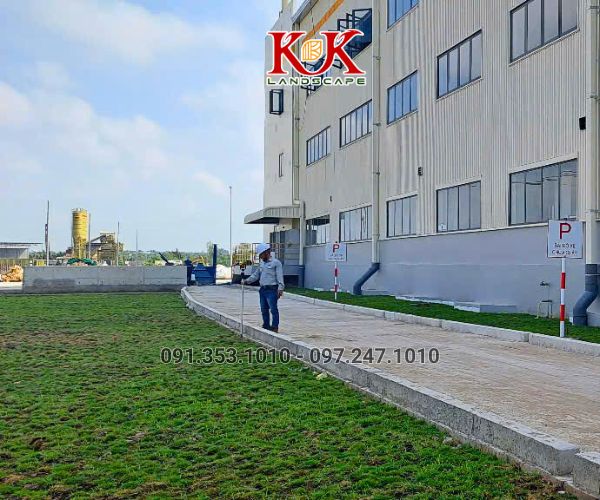 TRỒNG CỎ NHUNG NHẬT CHO NHÀ MÁY KINGFA VIỆT NAM – GIAI ĐOẠN 1