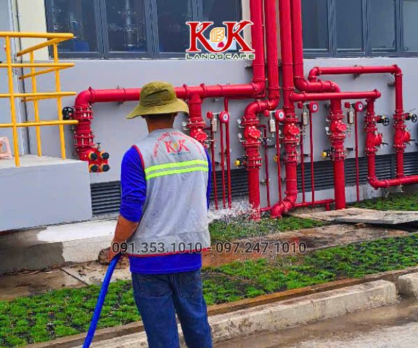 TRỒNG CỎ NHUNG NHẬT CHO NHÀ MÁY KINGFA VIỆT NAM – GIAI ĐOẠN 1