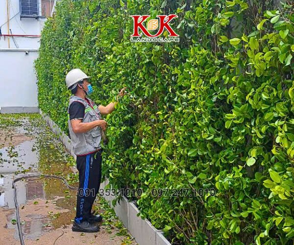 GIẢI PHÁP NÂNG CAO MẢNG XANH BẰNG HỆ TƯỜNG ĐỨNG CHO NHÀ MÁY CONSTANTIA VIỆT NAM