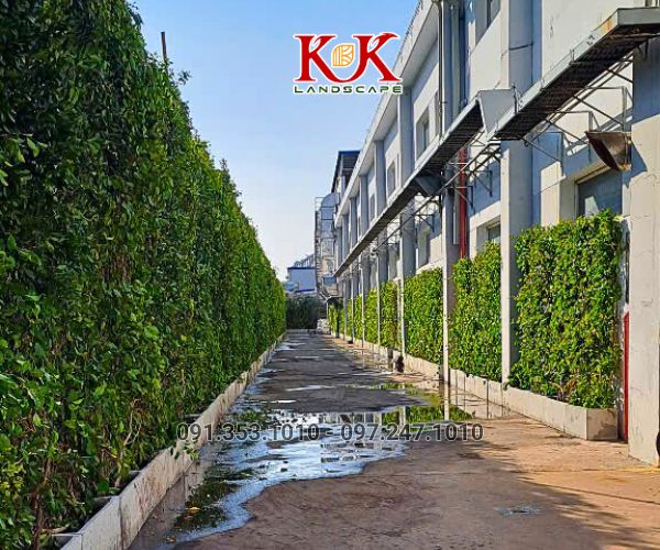 GIẢI PHÁP NÂNG CAO MẢNG XANH BẰNG HỆ TƯỜNG ĐỨNG CHO NHÀ MÁY CONSTANTIA VIỆT NAM