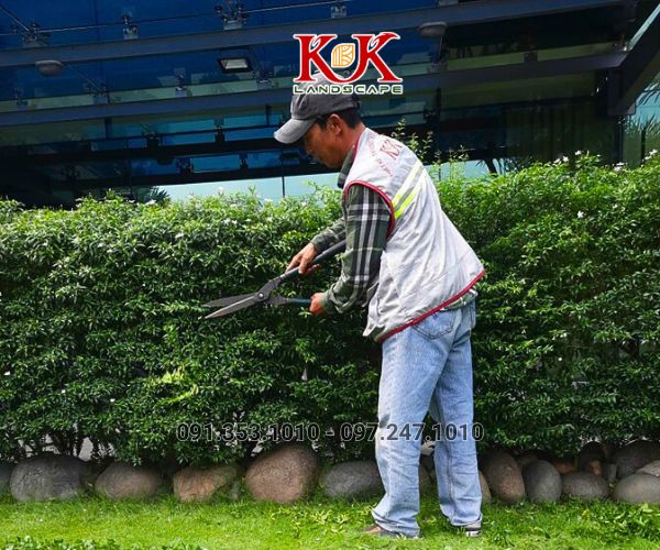 BÁO GIÁ TRỒNG CÂY BỤI, CÂY TRANG TRÍ CHO NHÀ MÁY, KCN