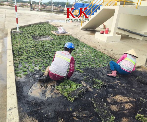 TRỒNG CỎ NHUNG NHẬT CHO NHÀ MÁY KINGFA VIỆT NAM – GIAI ĐOẠN 1