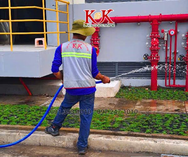 TRỒNG CỎ NHUNG NHẬT CHO NHÀ MÁY KINGFA VIỆT NAM – GIAI ĐOẠN 1