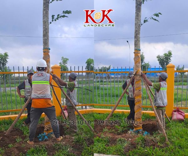 trồng cây xanh bóng mát cho nhà máy