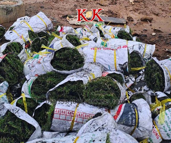 TRỒNG CỎ NHUNG NHẬT CHO NHÀ MÁY KINGFA VIỆT NAM – GIAI ĐOẠN 1