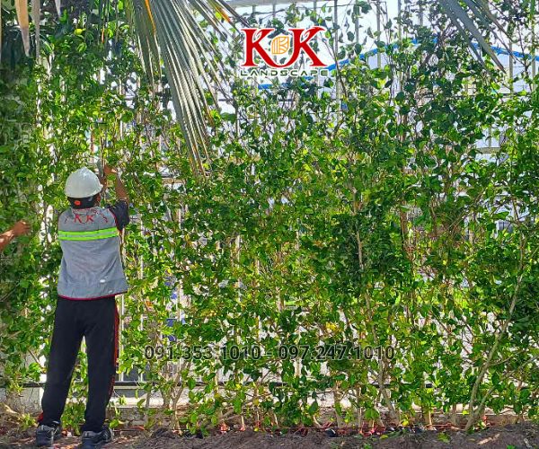 GIẢI PHÁP NÂNG CAO MẢNG XANH BẰNG HỆ TƯỜNG ĐỨNG CHO NHÀ MÁY CONSTANTIA VIỆT NAM