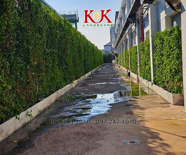 GIẢI PHÁP NÂNG CAO MẢNG XANH BẰNG HỆ TƯỜNG ĐỨNG CHO NHÀ MÁY CONSTANTIA VIỆT NAM