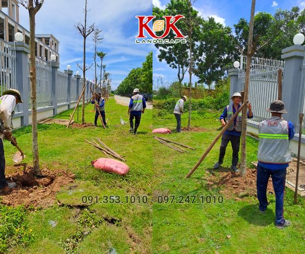 BÁO GIÁ TRỒNG CÂY XANH BÓNG MÁT CHO NHÀ MÁY, KCN