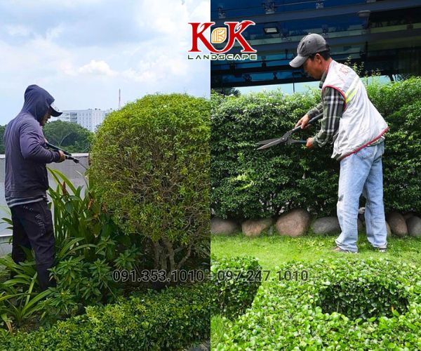 chăm sóc cảnh quan cây xanh nhà máy