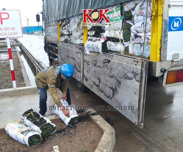 TRỒNG CỎ NHUNG NHẬT CHO NHÀ MÁY KINGFA VIỆT NAM – GIAI ĐOẠN 1