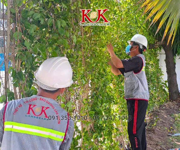 GIẢI PHÁP NÂNG CAO MẢNG XANH BẰNG HỆ TƯỜNG ĐỨNG CHO NHÀ MÁY CONSTANTIA VIỆT NAM