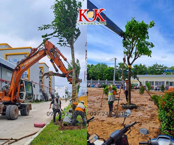 BÁO GIÁ TRỒNG CÂY XANH BÓNG MÁT CHO NHÀ MÁY, KCN