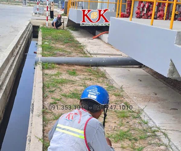 TRỒNG CỎ NHUNG NHẬT CHO NHÀ MÁY KINGFA VIỆT NAM – GIAI ĐOẠN 1