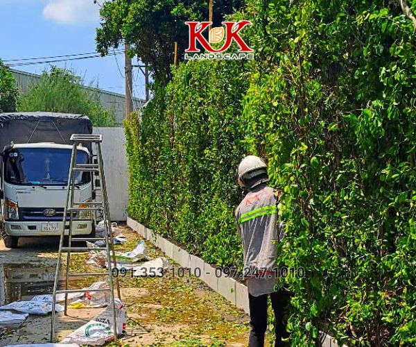 GIẢI PHÁP NÂNG CAO MẢNG XANH BẰNG HỆ TƯỜNG ĐỨNG CHO NHÀ MÁY CONSTANTIA VIỆT NAM