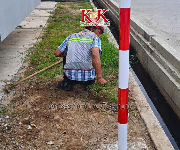 TRỒNG CỎ NHUNG NHẬT CHO NHÀ MÁY KINGFA VIỆT NAM – GIAI ĐOẠN 1
