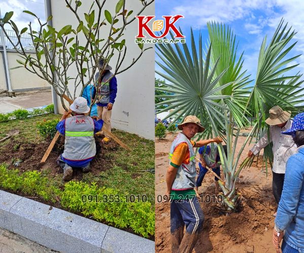 BÁO GIÁ TRỒNG CÂY BỤI, CÂY TRANG TRÍ CHO NHÀ MÁY, KCN